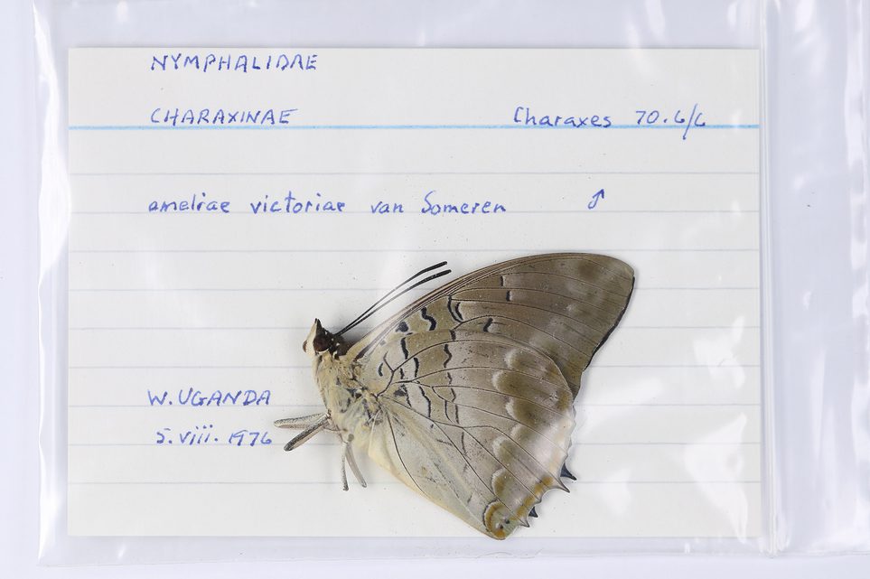 A butterfly specimen on a piece of card in a plastic envelope.